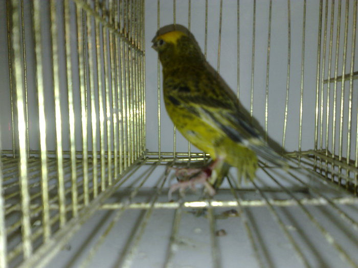 canari--2010 049