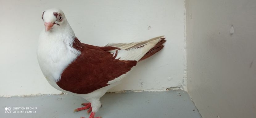  - jucatori de galati pe ros