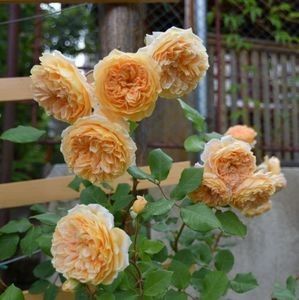 Crown Princess Margareta (urcator) 70 - Album
