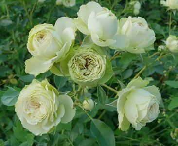 Lovely Green (Tufa) 50 - Toamna 2025