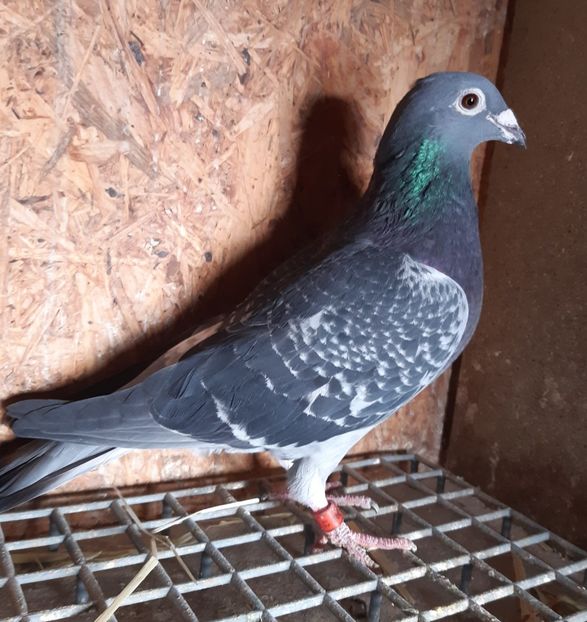 DV-09094-12-160 nepoata Lazeroms/Aarden - Matca 2021