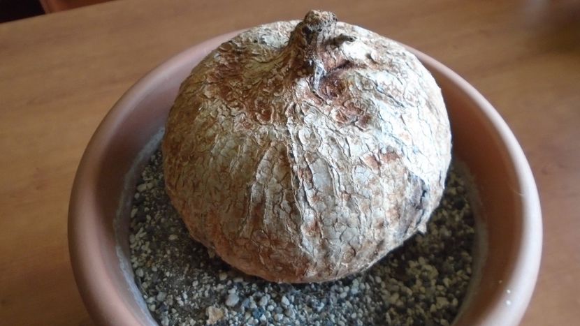 Ipomoea bolusiana - Caudiciforme - pachycaule si bulboase 2020 bis