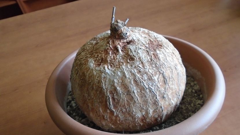 Ipomoea bolusiana - Caudiciforme - pachycaule si bulboase 2020 bis