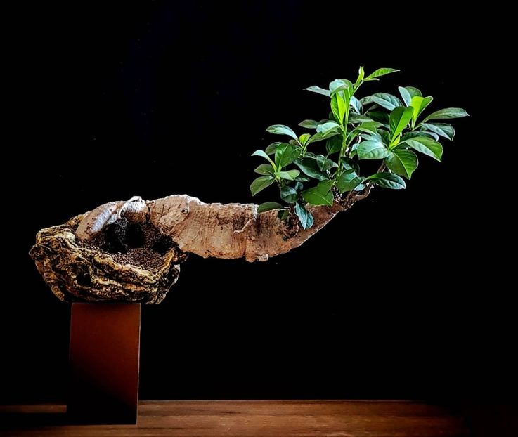 Adansonia digitata (Baobab) - Vase - aranjamente - accesorii