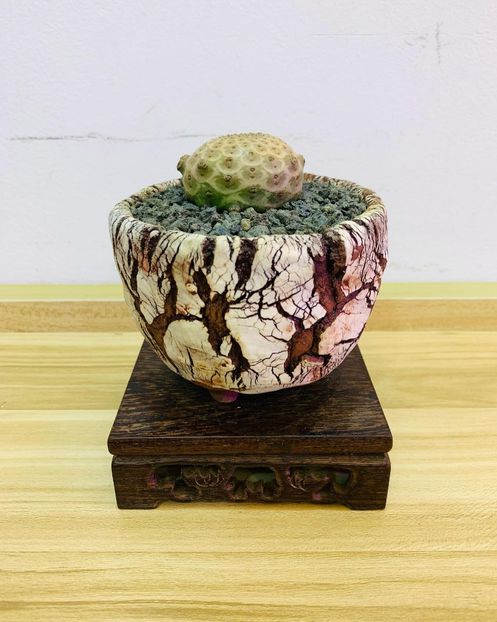 Euphorbia turbiniformis - Whish list pentru viata urmatoare2