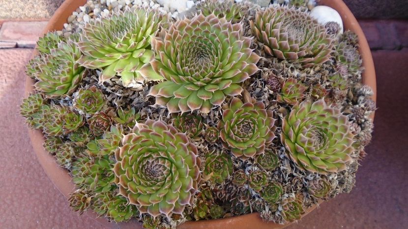 Orostachys spinosa - Suculente 2020