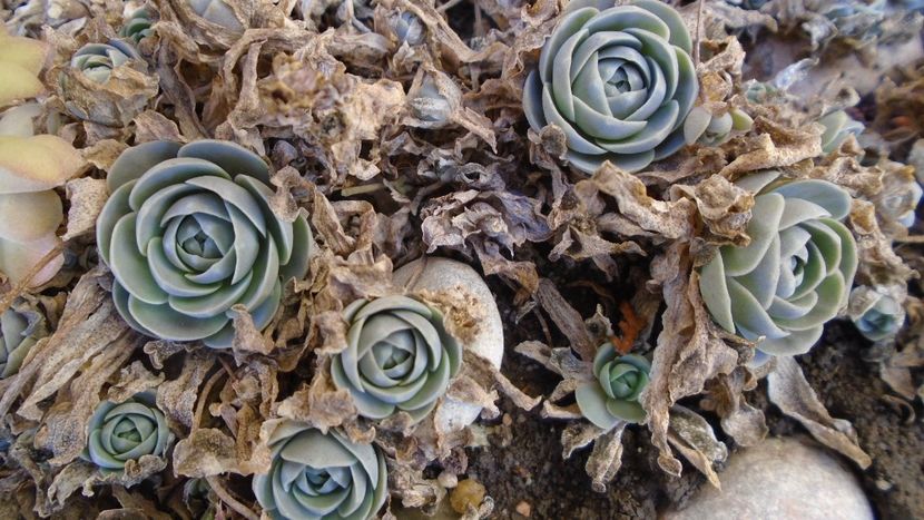 Orostachys iwarenge (Chinese dunce cap) - Suculente 2020