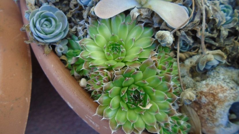 Orostachys spinosa - Suculente 2020