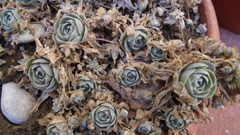 Orostachys iwarenge (Chinese dunce cap) - Suculente 2020