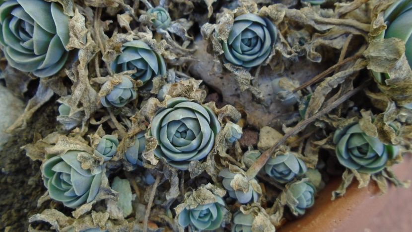 Orostachys iwarenge (Chinese dunce cap) - Suculente 2020