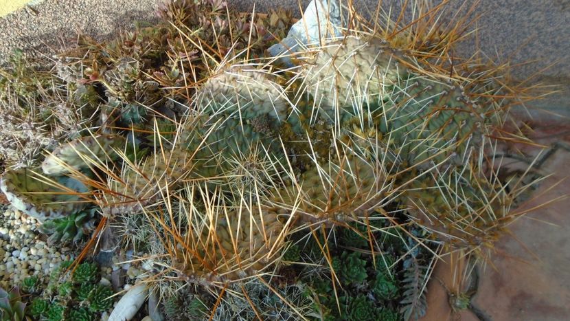 Rocarie - Cactusi hardy - Cactusi 2020 final de an