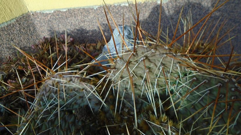 Rocarie - Cactusi hardy - Cactusi 2020 final de an