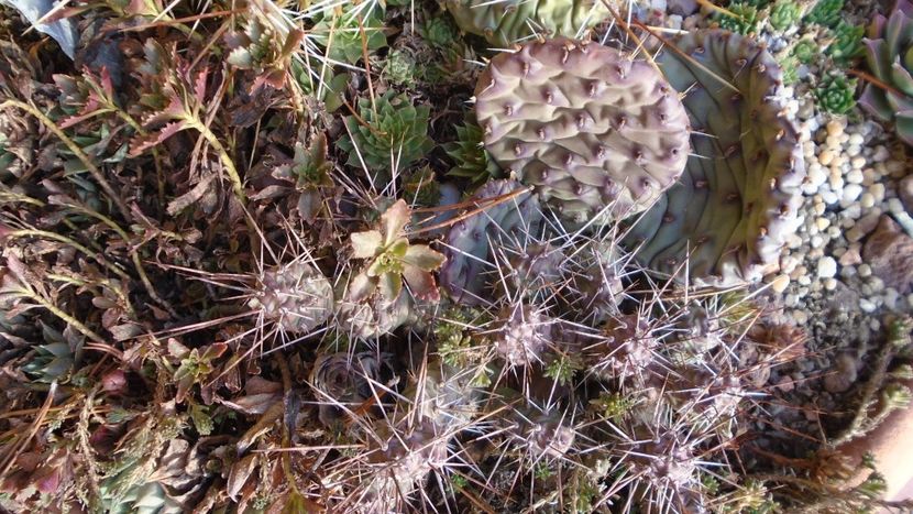 Rocarie - Cactusi hardy - Cactusi 2020 final de an