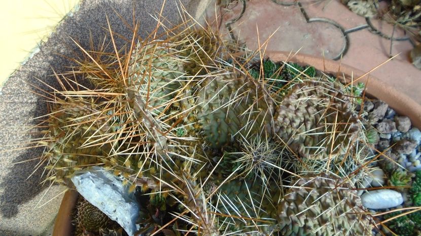 Rocarie - Cactusi hardy - Cactusi 2020 final de an