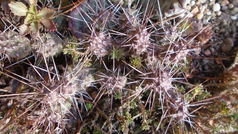 Rocarie - Cactusi hardy - Cactusi 2020 final de an