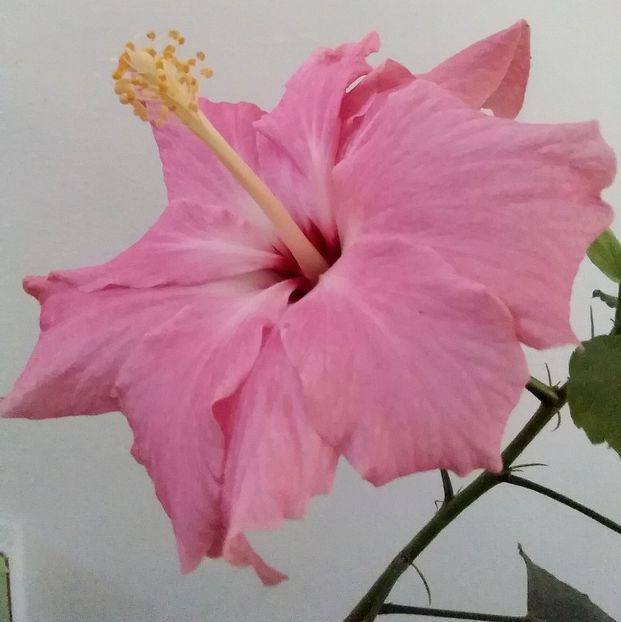 Cladic pink 2 floare de iarna - Classic pink