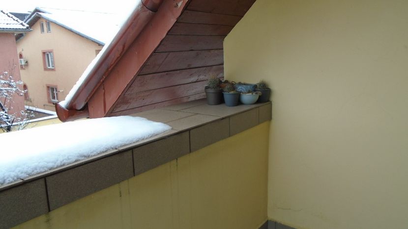 Cactusi hardy - Cactusi 2020 final de an