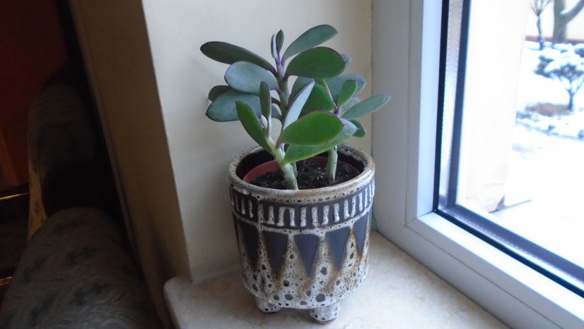 Senecio crassissimus - Suculente 2020