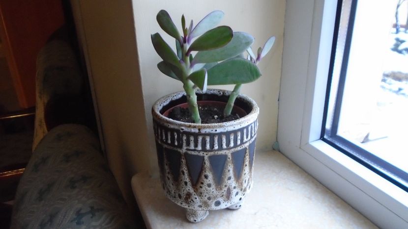 Senecio crassissimus - Suculente 2020