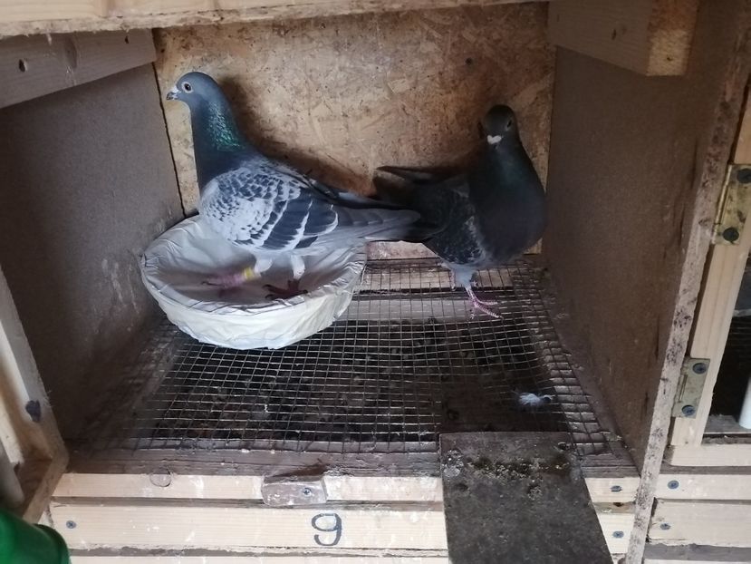  - 2021-ianuarie-15-imperechere matca