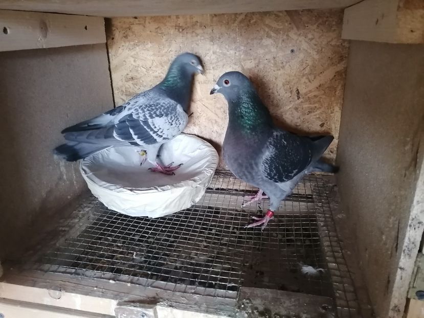  - 2021-ianuarie-15-imperechere matca