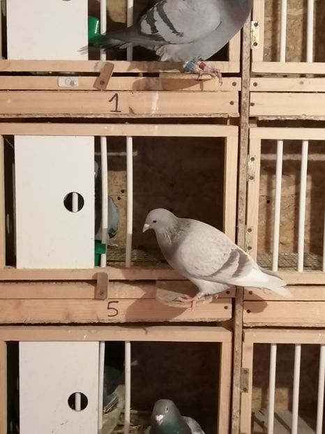  - 2021-ianuarie-15-imperechere matca