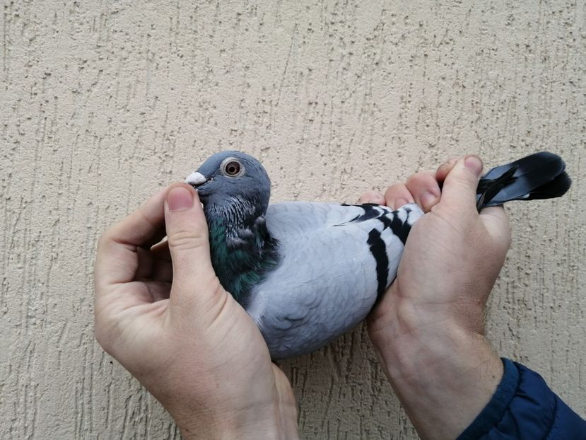  - 2021-ianuarie-diverse