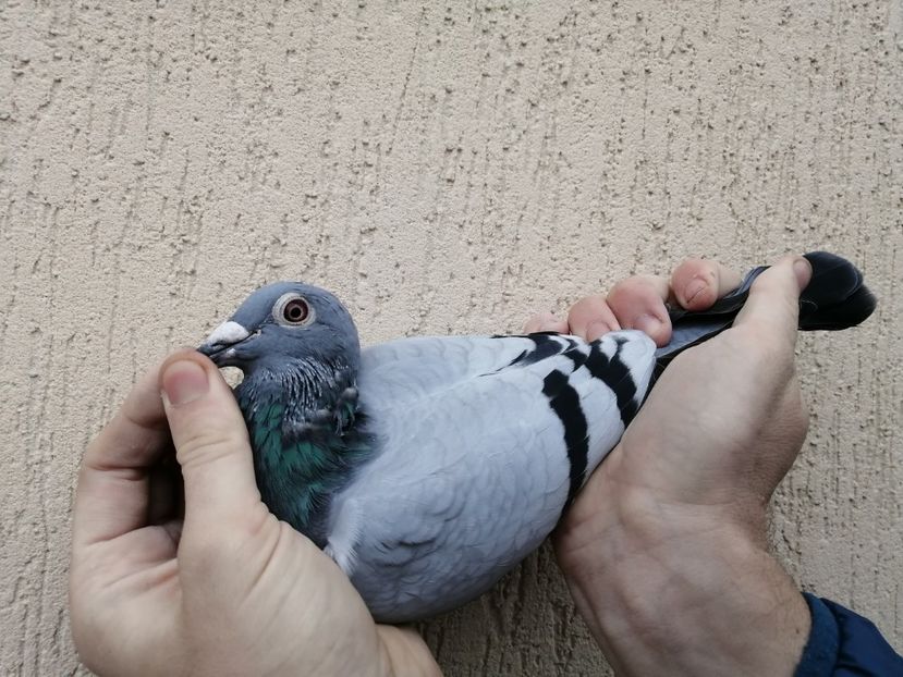  - 2021-ianuarie-diverse