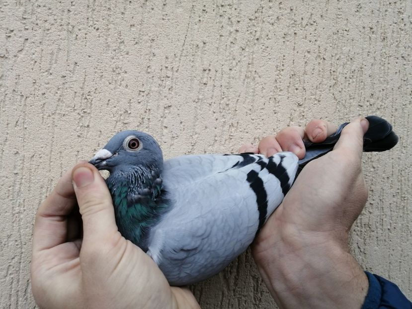  - 2021-ianuarie-diverse