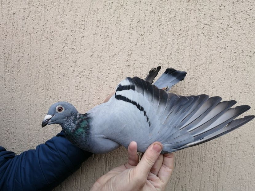  - 2021-ianuarie-diverse