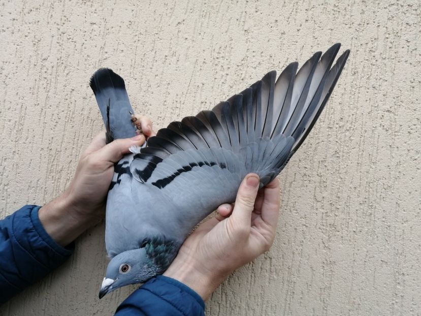  - 2021-ianuarie-diverse