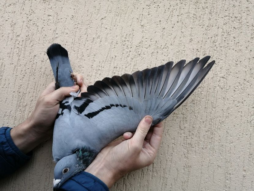  - 2021-ianuarie-diverse