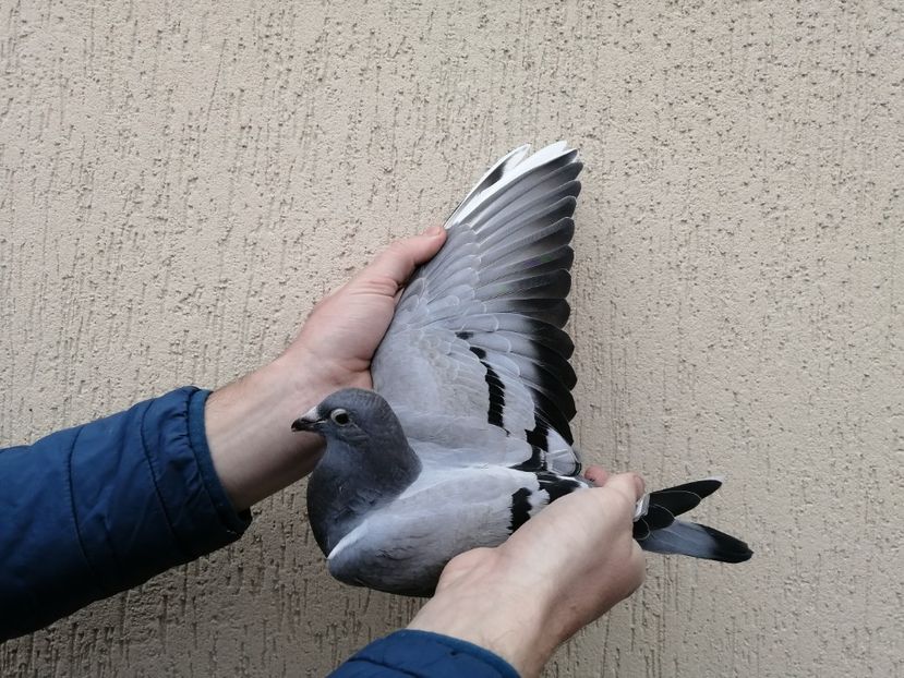  - 2021-ianuarie-diverse