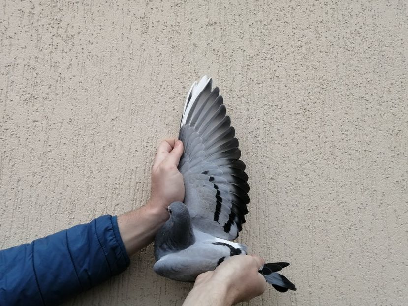  - 2021-ianuarie-diverse