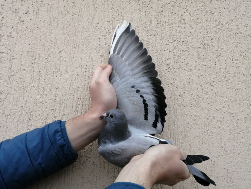  - 2021-ianuarie-diverse