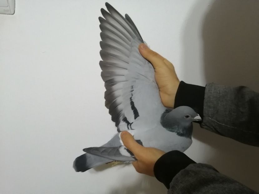  - 2021-ianuarie-diverse