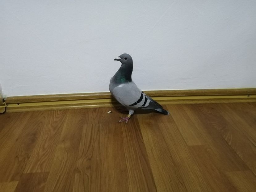  - 2021-ianuarie-diverse