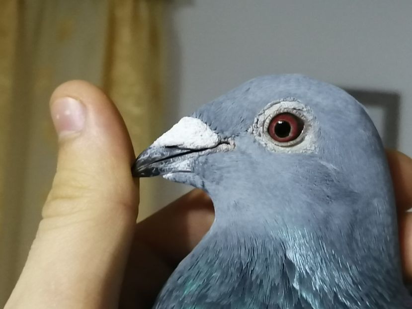  - 2021-ianuarie-diverse