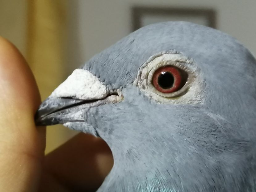  - 2021-ianuarie-diverse