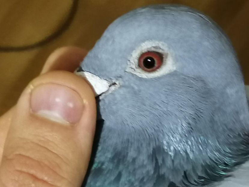  - 2021-ianuarie-diverse