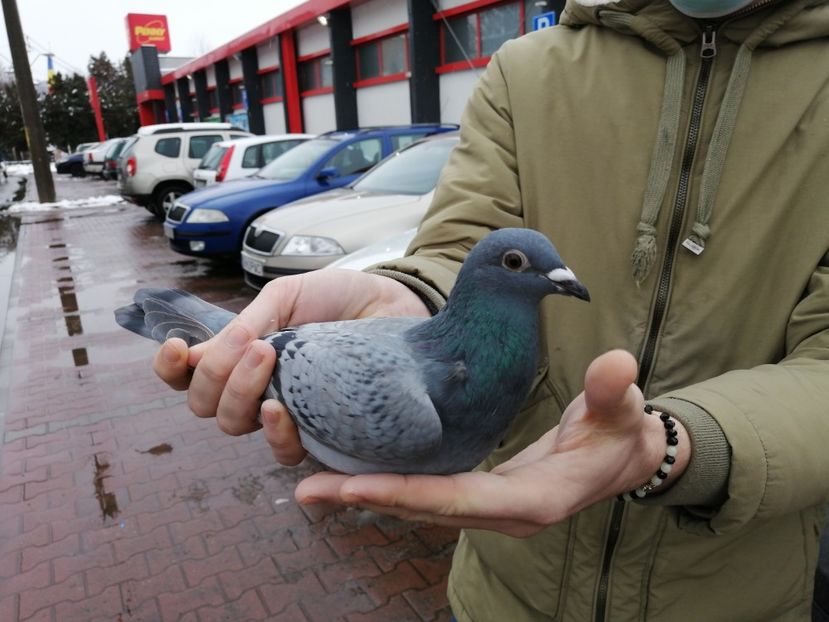  - 2021-ianuarie-diverse