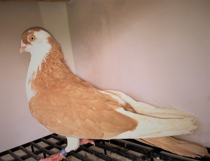 318  mascul  2018 - Plecați ALBUM 4