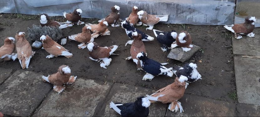 Screenshot_20210127-204926_Gallery - TOBOSARI DE BUHARA