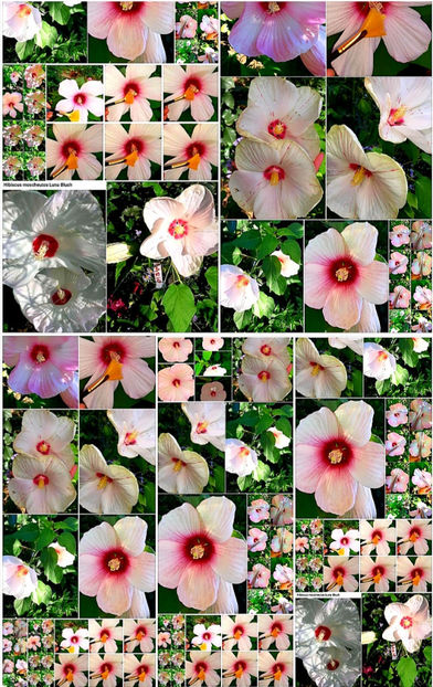  - Hibiscus Moscheutos