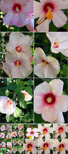  - Hibiscus Moscheutos