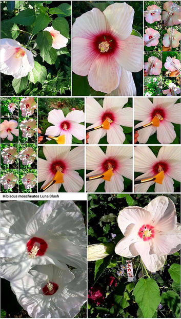  - Hibiscus Moscheutos