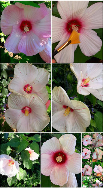  - Hibiscus Moscheutos