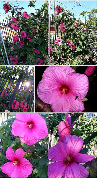  - Hibiscus Moscheutos