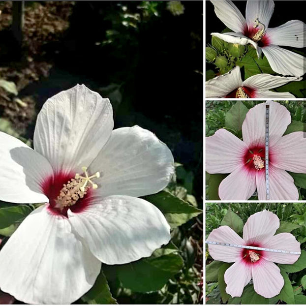  - Hibiscus Moscheutos