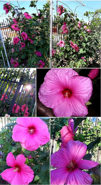  - Hibiscus Moscheutos